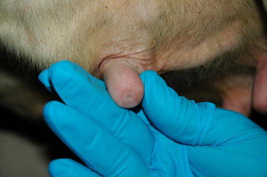 Gloved hands examining dairy cow teat for milking system study on teat health and liner effects.