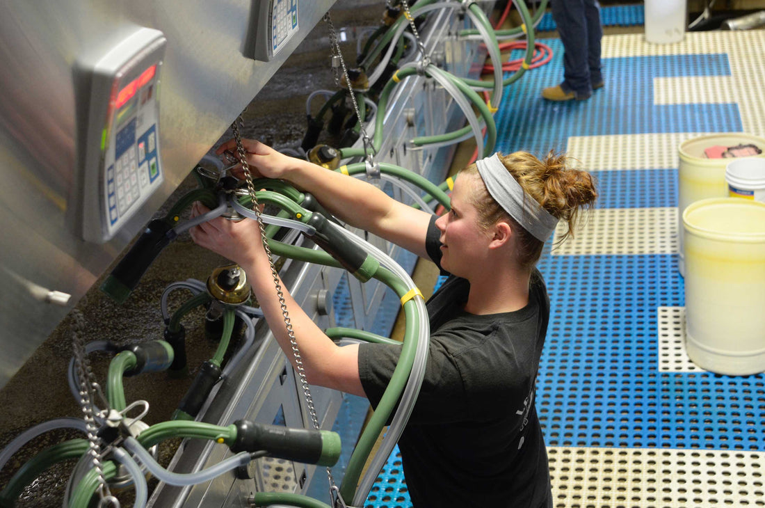 Worker adjusting milking equipment in dairy parlor, focusing on milking liners and teat health for optimal dairy cow milking.