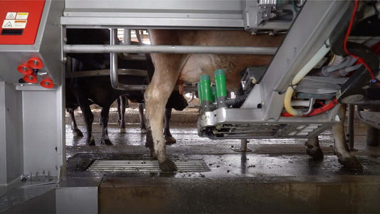 Automated milking system using Lauren Liners in a dairy parlor with cows, enhancing efficiency and teat health in dairy farming.