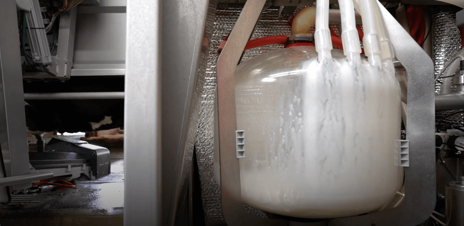 Robotic milking, AMS milking liners for dairy cows, for teat end health and fast milking