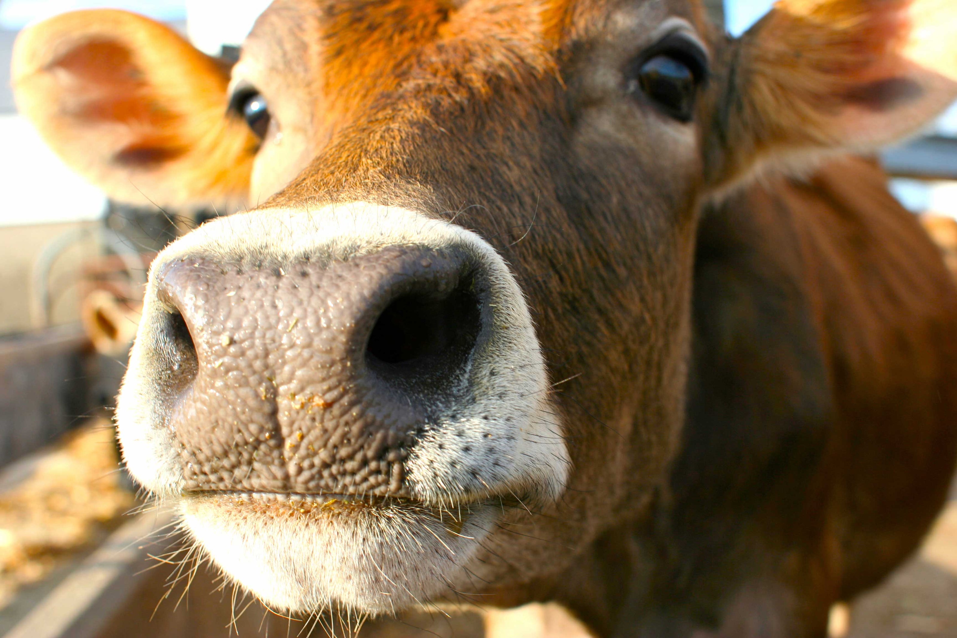 Close-up of a brown cow's face with focus on its large nose and curious eyes.