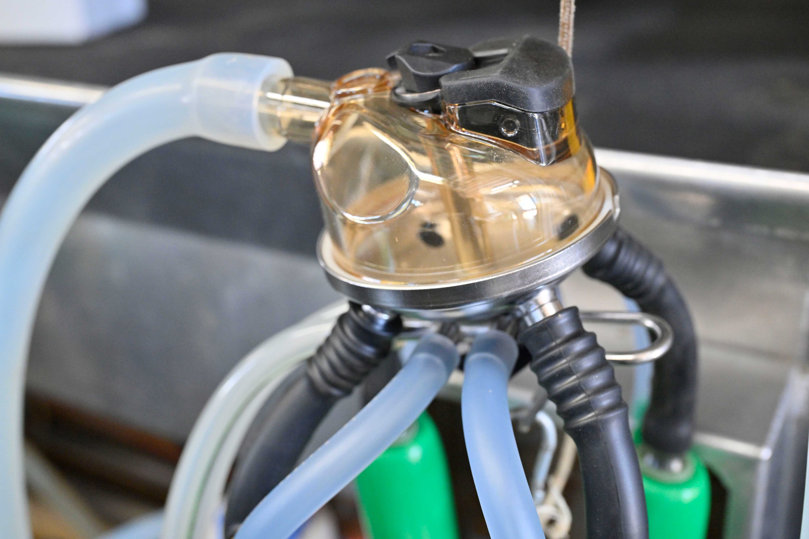 Close-up of cow milking equipment with silicone inflations and milk hose in a dairy parlor, essential for dairy farming and milk production.